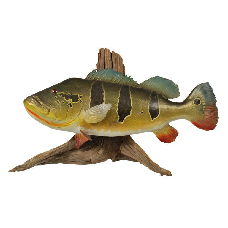 This large Peacock Bass taxidermy fish is mounted on a piece of weathered driftwood. The Bass measures 31" long and is very colorful and extremely well done. This is a versatile mount can be displayed upright on a shelf or hung on a