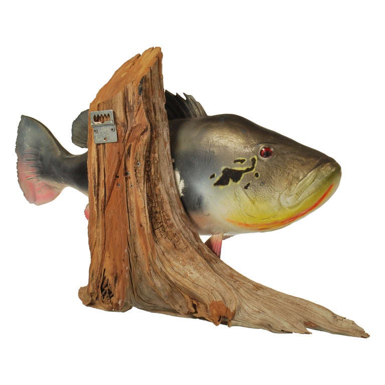 Large Peacock Bass Fish Mount with Driftwood In Good Condition In Dallas, TX