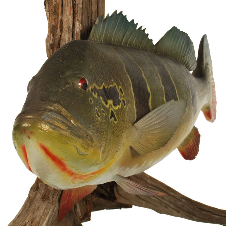 Large Peacock Bass Fish Mount with Driftwood 1