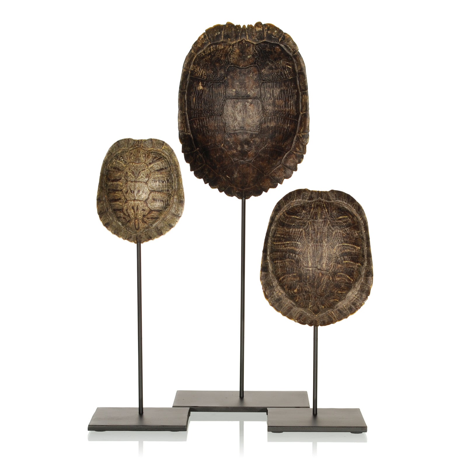 Collection Of Authentic Turtle Shells On Steel Display Stands