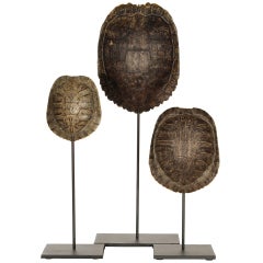 Collection Of Authentic Turtle Shells On Steel Display Stands