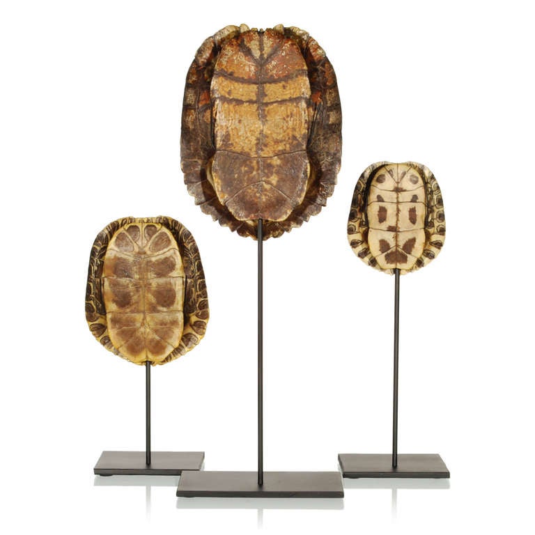 This is very nice collection of authentic Turtle Shells on custom-made steel display stands. The turtle shells slip into place on each stand, and are not permanently attached. Each turtle shell can be swapped allowing for different arrangements or