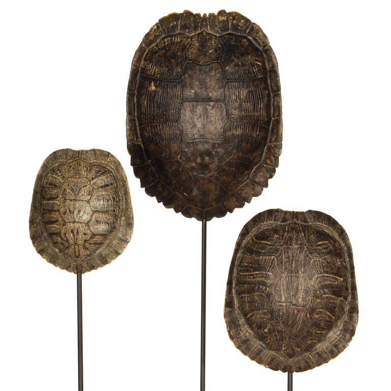 American Collection Of Authentic Turtle Shells On Steel Display Stands