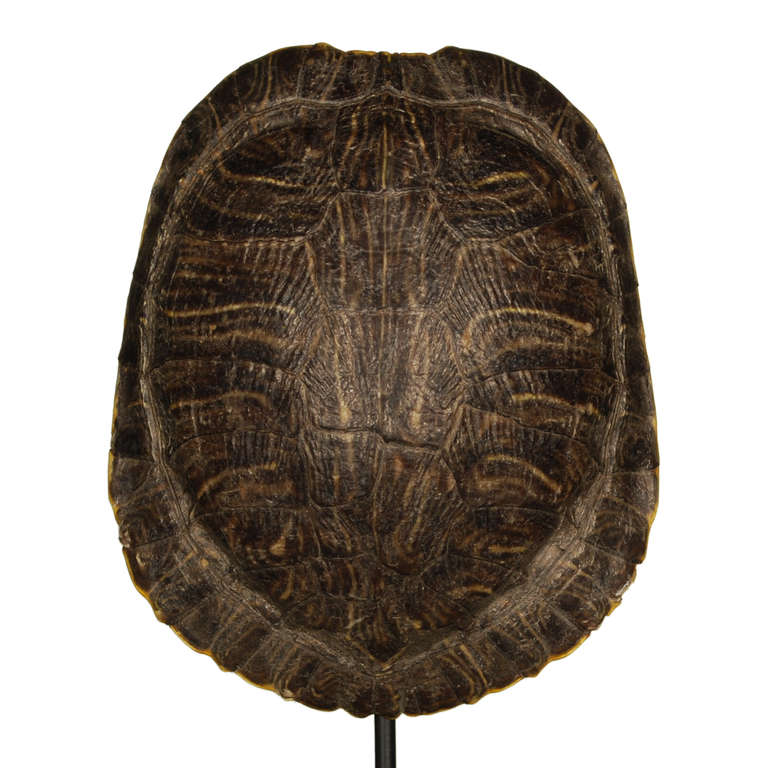 turtle shell display