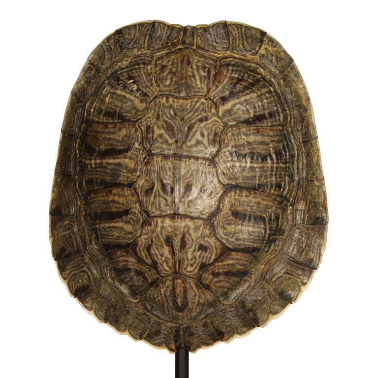 Collection Of Authentic Turtle Shells On Steel Display Stands In Excellent Condition In Dallas, TX