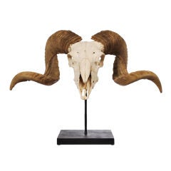 Corsican Ram Skull with Horns mounted on custom steel stand