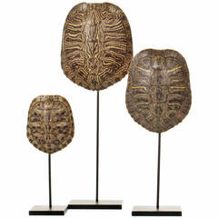 Collection of Authentic Turtle Shells on Steel Display Stands