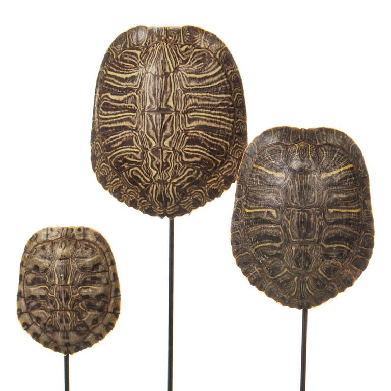 American Collection of Authentic Turtle Shells on Steel Display Stands