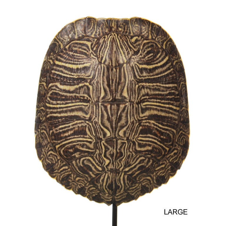 Collection of Authentic Turtle Shells on Steel Display Stands In Excellent Condition In Dallas, TX
