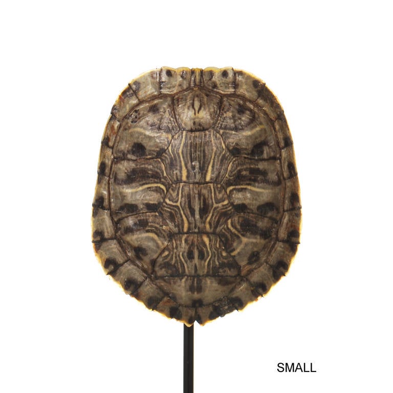 Collection of Authentic Turtle Shells on Steel Display Stands 1