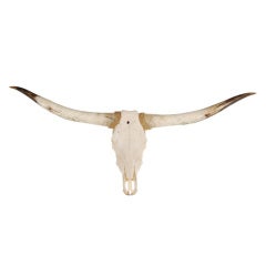 Large Steer Horns and Skull