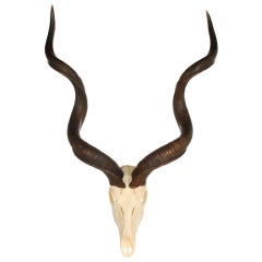 Trophy Size Kudu Skull with Horns
