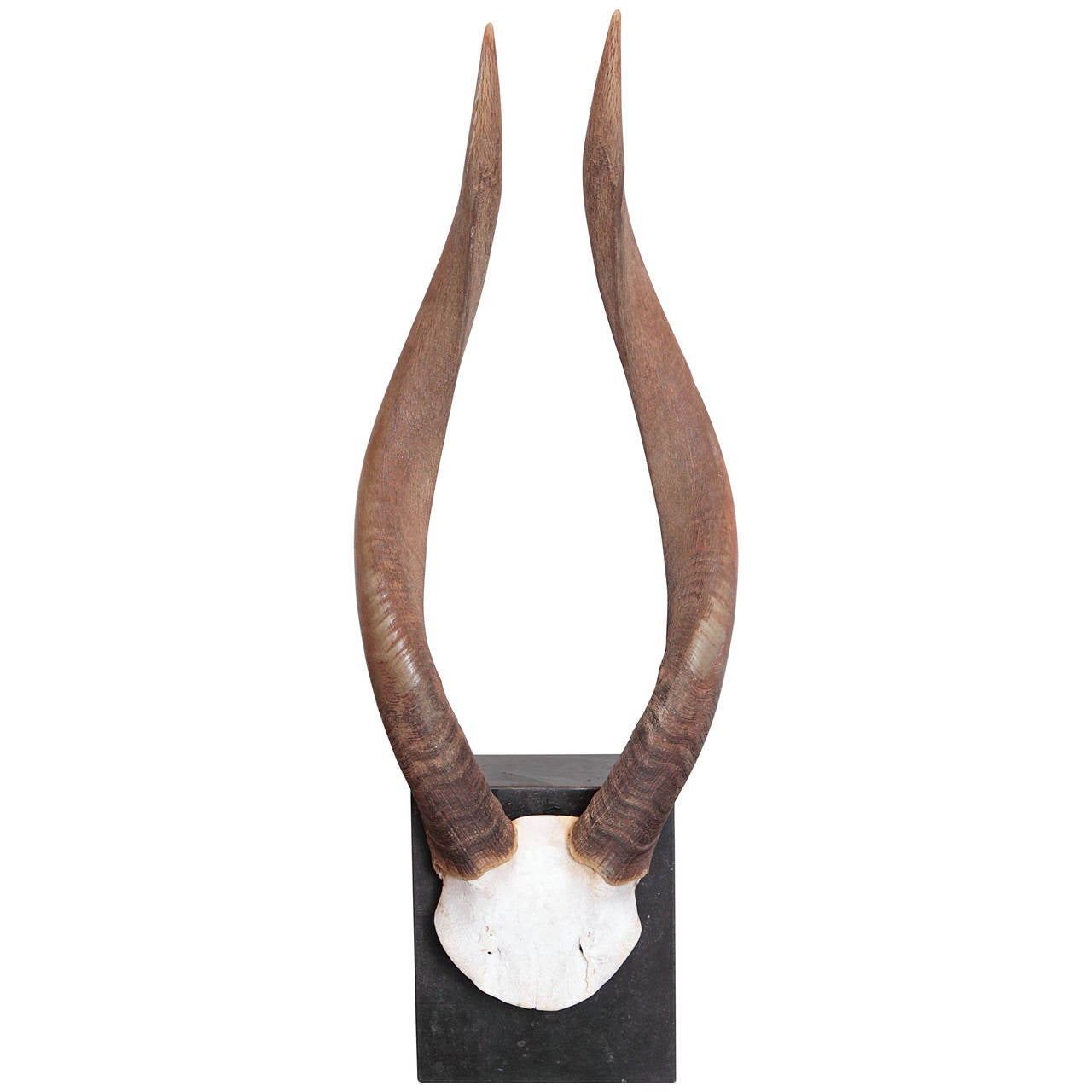 African Nyala Antelope Horns For Sale at 1stDibs nyala horns, nyala antelope hunts, antalope horns