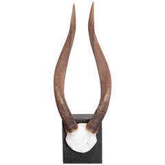 African Nyala Antelope Horns 2