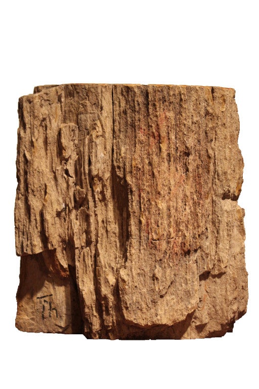 Petrified Rosewood From Java