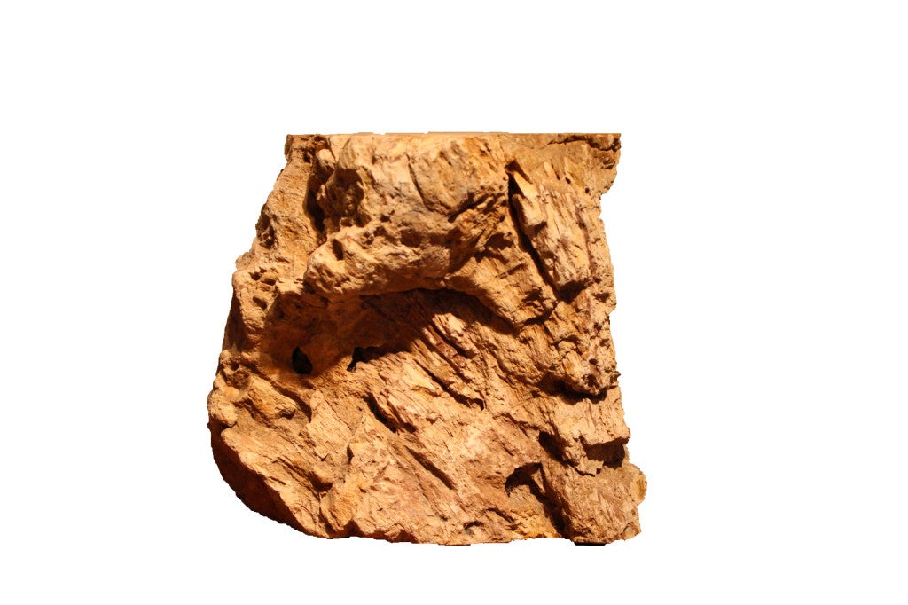 Petrified Wood From Central Java