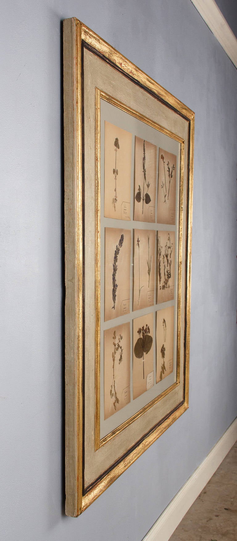 A wonderful large painted wooden frame filled with French Herbaria. The frame is painted in gold and light grey tones with a black trim and contains nine pressed botanicals from a private collection and all date to the year 1930.