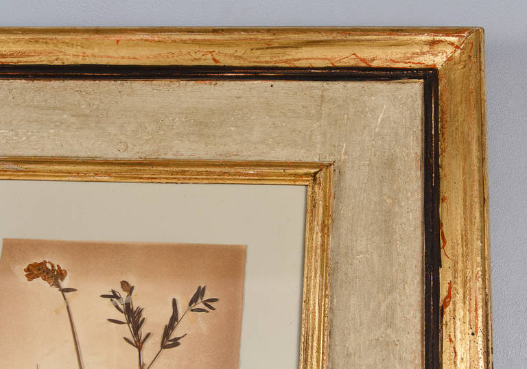 20th Century Large Painted Frame with Botanical Herbaria from France, 1930s