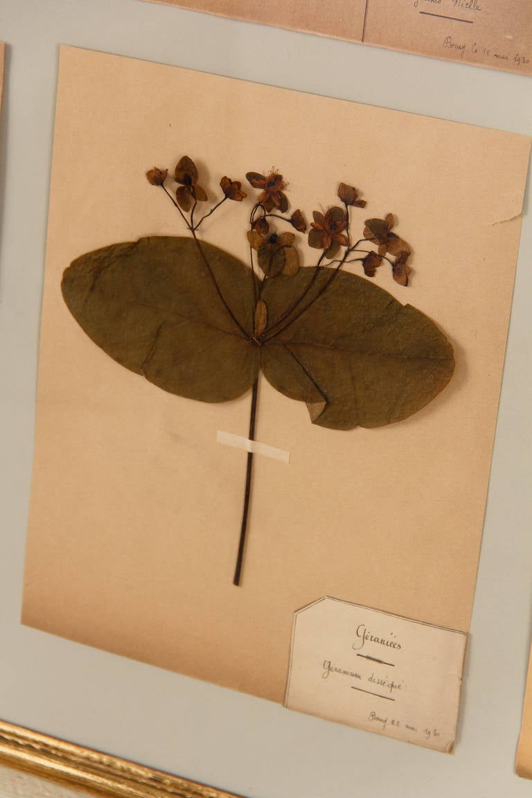 Paper Large Painted Frame with Botanical Herbaria from France, 1930s