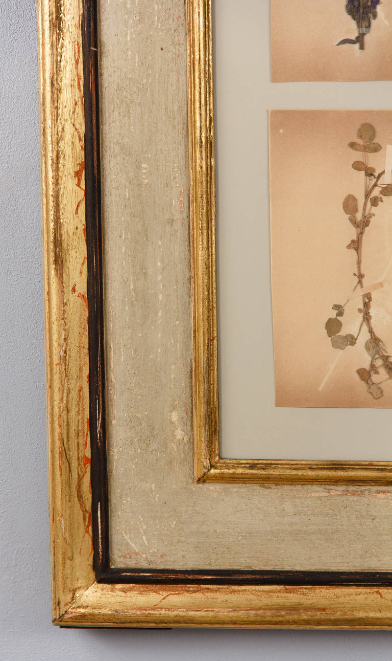 Large Painted Frame with Botanical Herbaria from France, 1930s 2