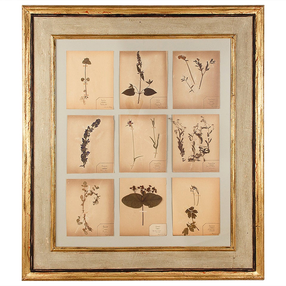 Large Painted Frame with Botanical Herbaria from France, 1930s