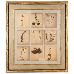 Large Painted Frame with Botanical Herbaria from France, 1930s