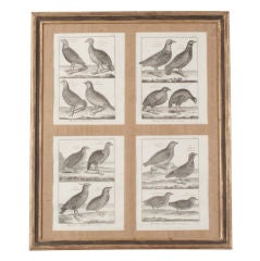 Antique Set of Ornithology Engravings in Four Wood Frames