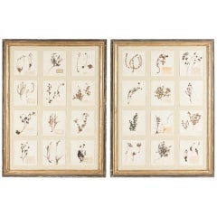Vintage Pair of Substantial Frames with Herbariums
