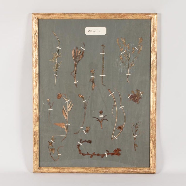 A pair of large gilded wooden frames with pressed botanical herbaria on a gray paper background. The plants are from a private collection, circa 1930s. The framing was done later.