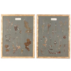 Pair of French Gilded Frames with Botanical Herbaria, circa 1930s 2