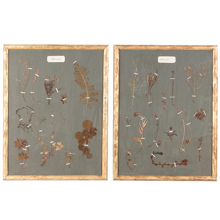 Pair of French Gilded Frames with Botanical Herbaria, circa 1930s