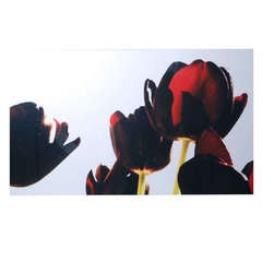 Renato Freitas, Black Tulips, Original Photography 12