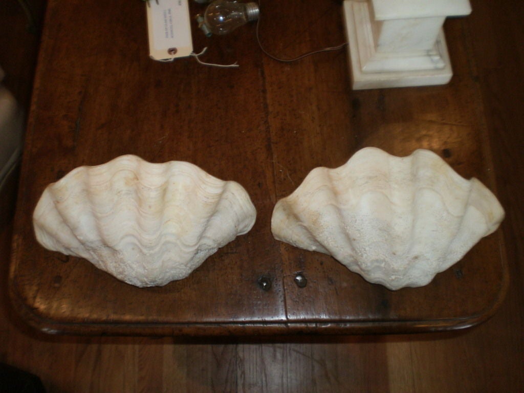 PAIR OF CLAM SHELL SCONCES
