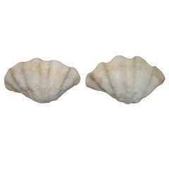 PAIR OF CLAM SHELL SCONCES