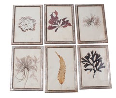 Antique A Set of Six Rare Framed Dried Seaweed