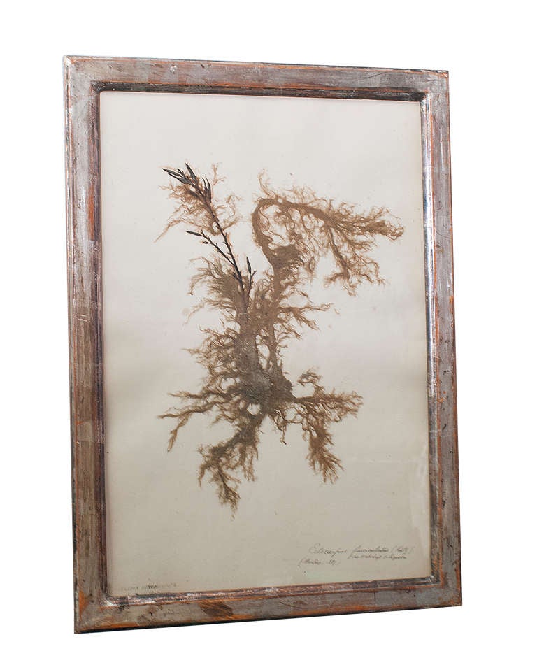 A Set of Six Rare Framed Dried Seaweed