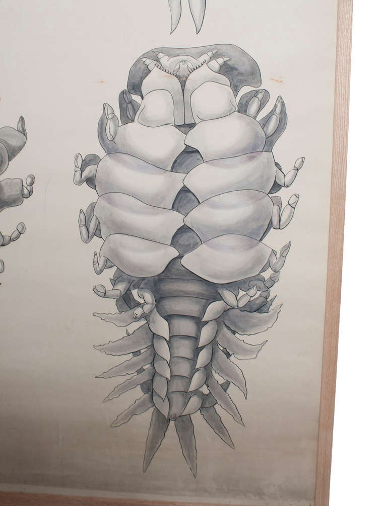 Francese Set di sei poster incorniciati per le lezioni di biologia in vendita