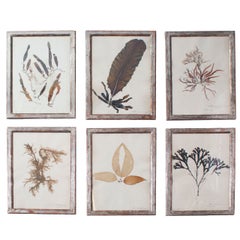 Antique A Set of Six Rare Framed Dried Seaweed