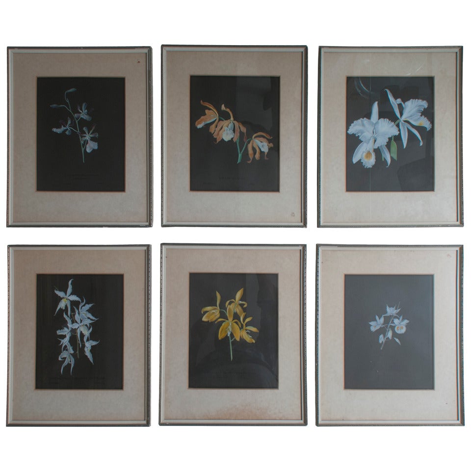 Set von sechs Gouache-Gemälden mit Orchideen