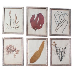 Antique A Set of Six Rare Framed Dried Seaweed