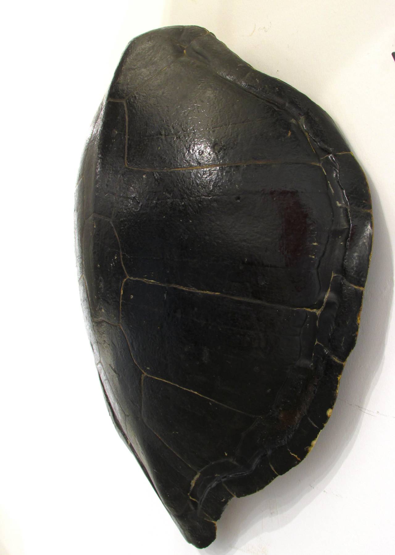 Varnished Large Turtle Shell