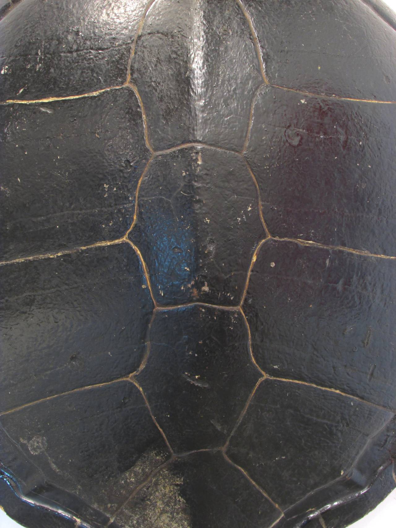 Large Turtle Shell In Good Condition In High Point, NC