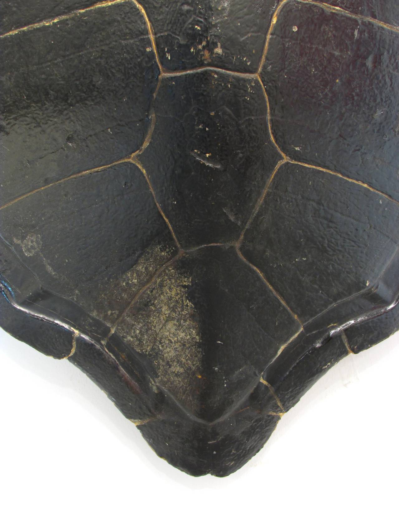 19th Century Large Turtle Shell