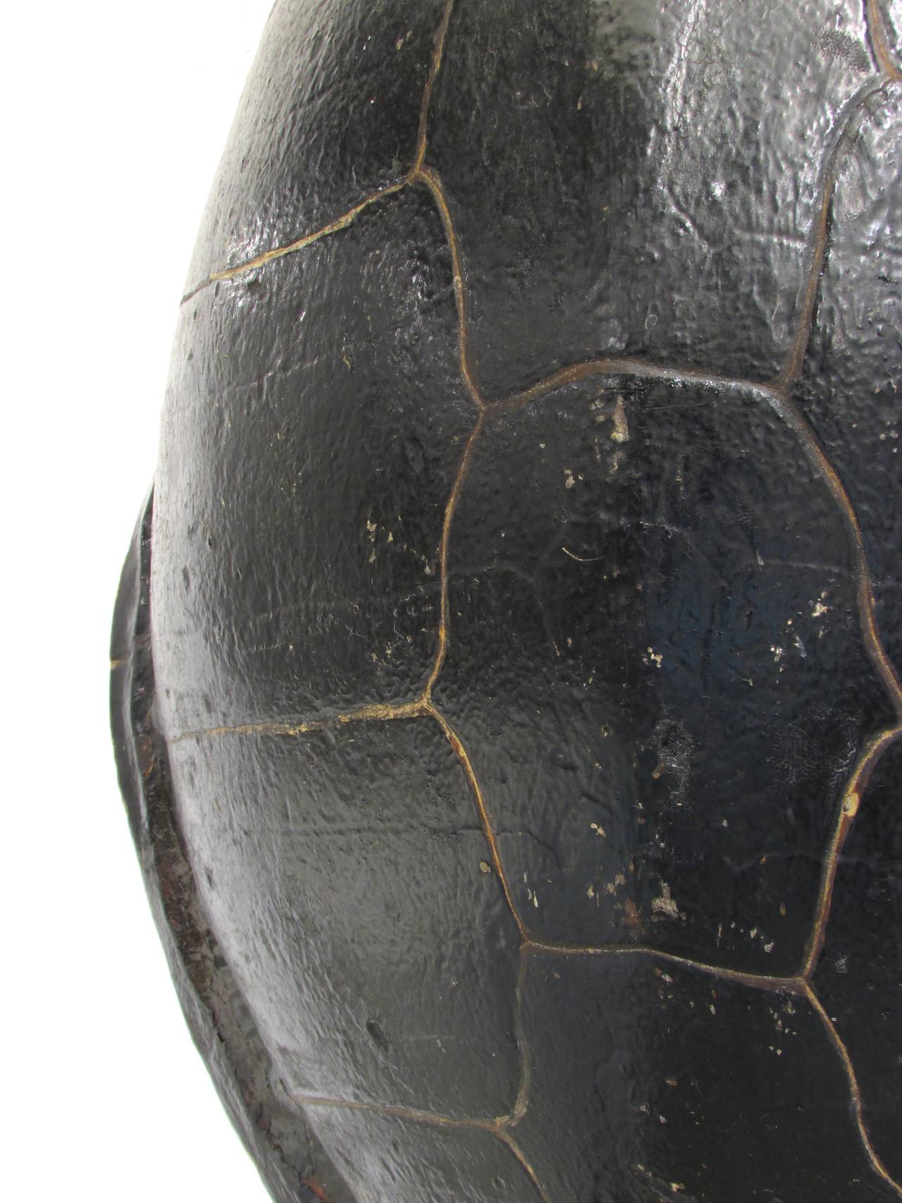 Tortoise Shell Large Turtle Shell