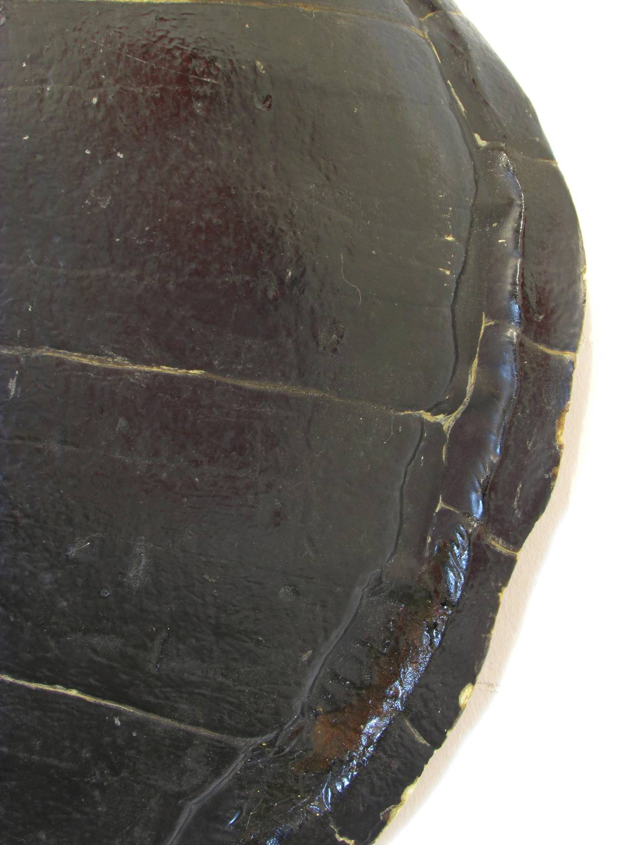 Large Turtle Shell 1