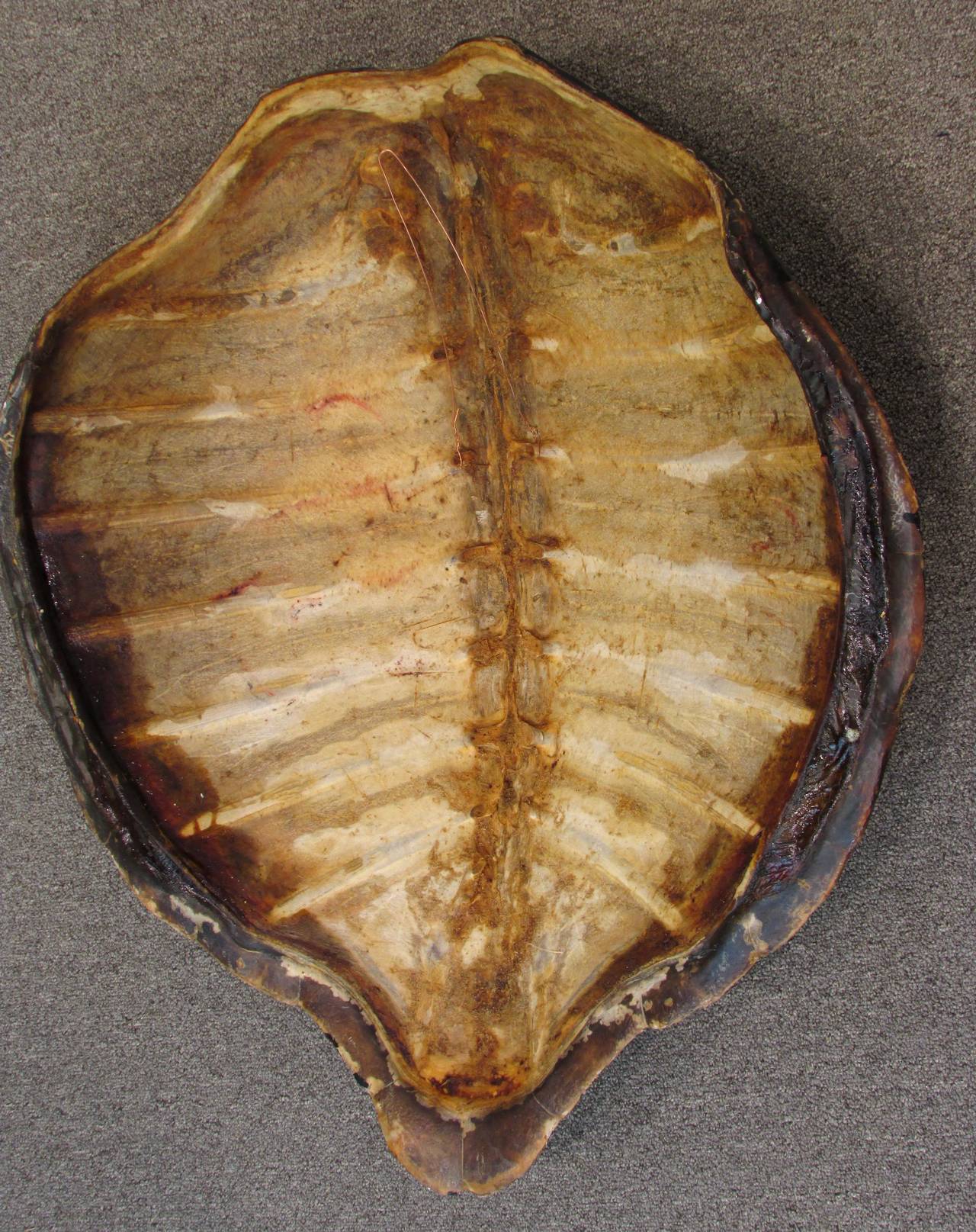 Large Turtle Shell 2