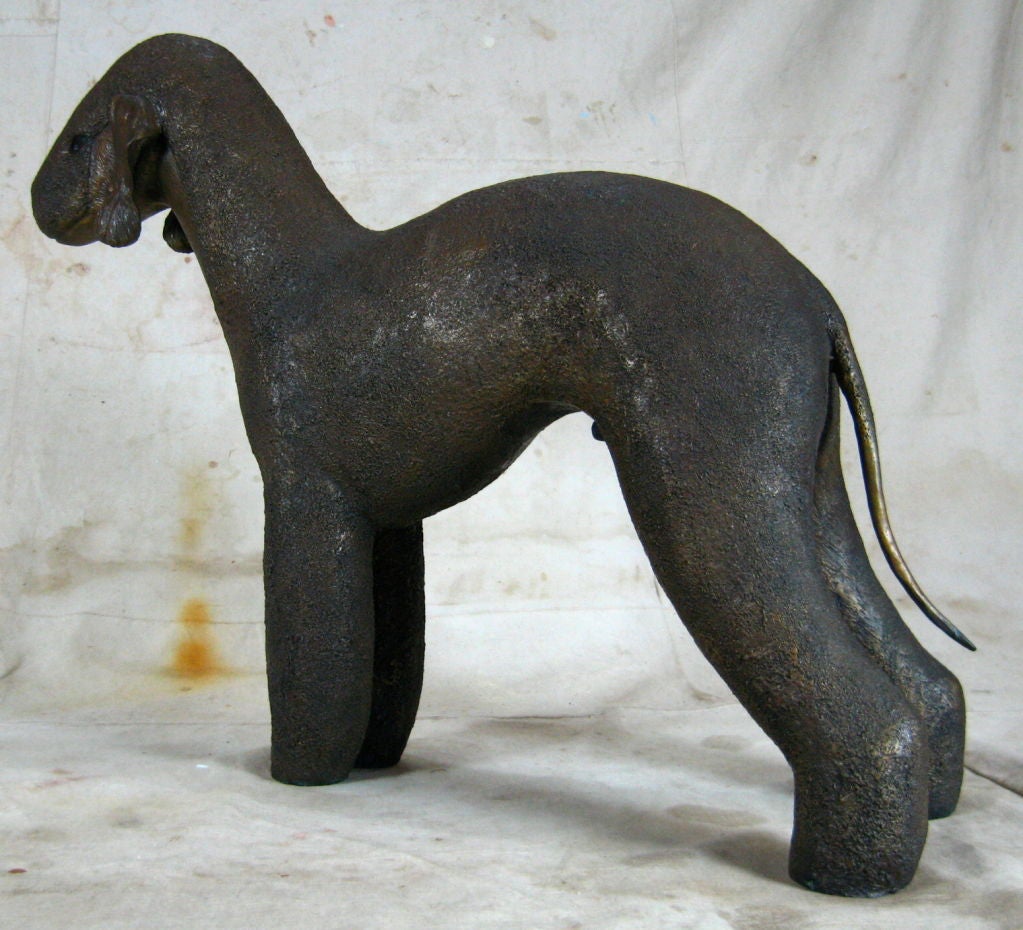 American Bronze Bedlington Terrier