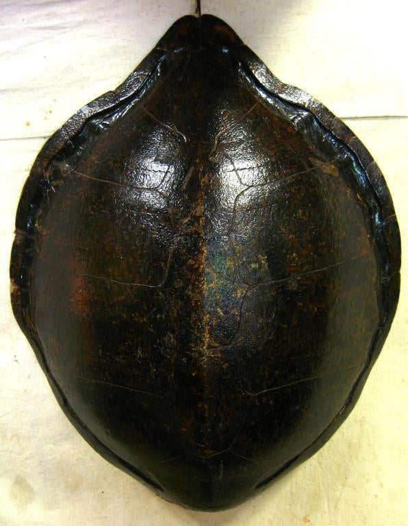 Nice old large turtle with brown varnished finish with some remants of orange painted lettering