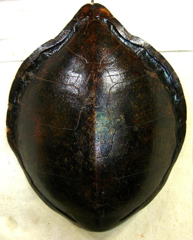 American Large Turtle Shell For Sale