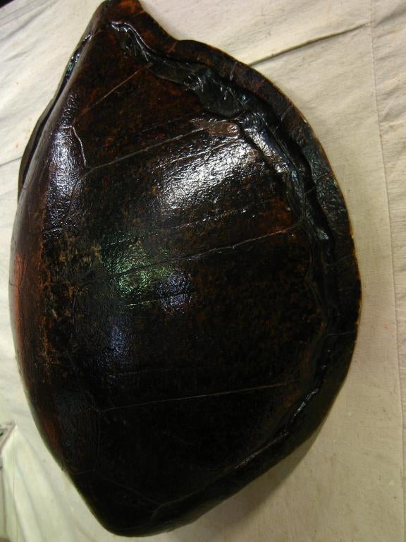 19th Century Large Turtle Shell For Sale
